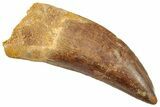 Serrated, Carcharodontosaurus Tooth - Huge Dinosaur Tooth #245560-1